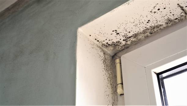 Reliable Seymour, TX Mold Removal Solutions