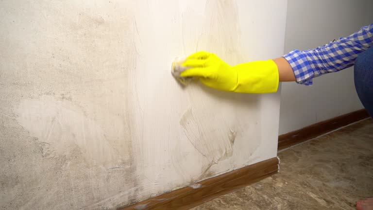 Best Attic Mold Removal  in Seymour, TX