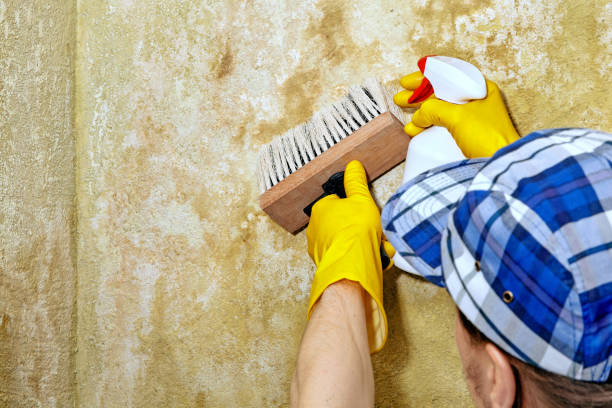 Best Mold Remediation for Vacation Homes  in Seymour, TX