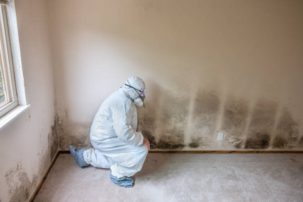 Best Mold Prevention Services  in Seymour, TX